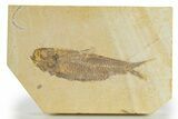 Detailed Fossil Fish (Knightia) - Wyoming #320354-1
